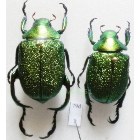 Chrysophora chrysochlora (Latreille, 1811) pair 33mm Peru86d